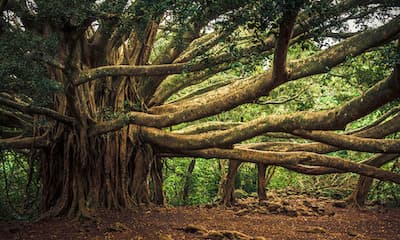 Banyan Tree